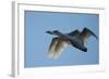 Pair of Adult Trumpeter Swans (Cygnus Buccinator) in Flight. Skagit County, Washington. January-Gerrit Vyn-Framed Photographic Print