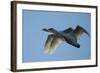 Pair of Adult Trumpeter Swans (Cygnus Buccinator) in Flight. Skagit County, Washington. January-Gerrit Vyn-Framed Photographic Print