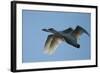 Pair of Adult Trumpeter Swans (Cygnus Buccinator) in Flight. Skagit County, Washington. January-Gerrit Vyn-Framed Photographic Print