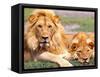 Pair of African Lions, Tanzania-David Northcott-Framed Stretched Canvas