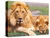 Pair of African Lions, Tanzania-David Northcott-Stretched Canvas