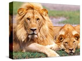 Pair of African Lions, Tanzania-David Northcott-Stretched Canvas