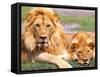 Pair of African Lions, Tanzania-David Northcott-Framed Stretched Canvas