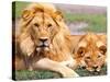 Pair of African Lions, Tanzania-David Northcott-Stretched Canvas