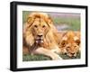 Pair of African Lions, Tanzania-David Northcott-Framed Premium Photographic Print