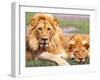 Pair of African Lions, Tanzania-David Northcott-Framed Premium Photographic Print