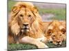 Pair of African Lions, Tanzania-David Northcott-Mounted Premium Photographic Print