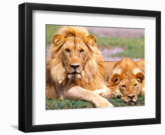 Pair of African Lions, Tanzania-David Northcott-Framed Photographic Print