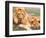 Pair of African Lions, Tanzania-David Northcott-Framed Photographic Print