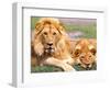 Pair of African Lions, Tanzania-David Northcott-Framed Photographic Print