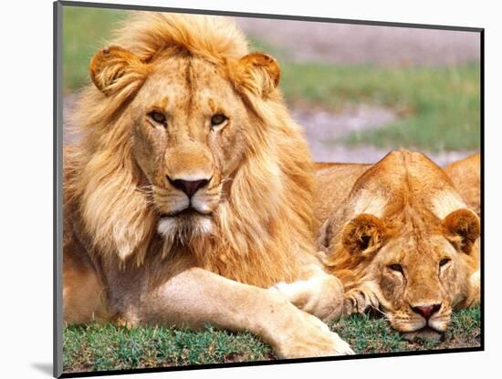Pair of African Lions, Tanzania-David Northcott-Mounted Photographic Print