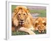 Pair of African Lions, Tanzania-David Northcott-Framed Photographic Print