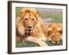 Pair of African Lions, Tanzania-David Northcott-Framed Photographic Print