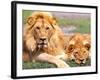 Pair of African Lions, Tanzania-David Northcott-Framed Photographic Print