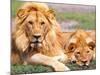 Pair of African Lions, Tanzania-David Northcott-Mounted Photographic Print