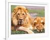 Pair of African Lions, Tanzania-David Northcott-Framed Photographic Print