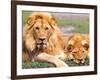 Pair of African Lions, Tanzania-David Northcott-Framed Photographic Print