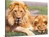 Pair of African Lions, Tanzania-David Northcott-Stretched Canvas