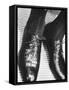 Pair of Alligator Shoes Sold at Neman Marcus For $135 Dollars-Francis Miller-Framed Stretched Canvas