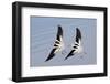 Pair of American Avocets Flying-Hal Beral-Framed Photographic Print