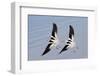 Pair of American Avocets Flying-Hal Beral-Framed Photographic Print