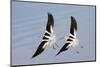 Pair of American Avocets Flying-Hal Beral-Mounted Photographic Print