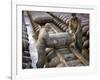 Pair of American Servicemen Moving a Large Bomb at an Ammunition Dump During WWII-null-Framed Photographic Print