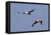 Pair of American White Pelicans in Flight-Hal Beral-Framed Stretched Canvas