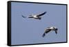 Pair of American White Pelicans in Flight-Hal Beral-Framed Stretched Canvas