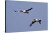 Pair of American White Pelicans in Flight-Hal Beral-Stretched Canvas