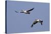 Pair of American White Pelicans in Flight-Hal Beral-Stretched Canvas