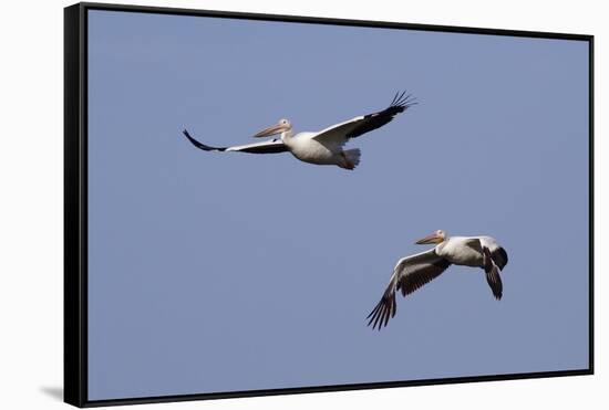 Pair of American White Pelicans in Flight-Hal Beral-Framed Stretched Canvas