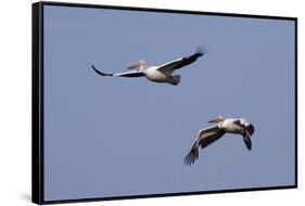 Pair of American White Pelicans in Flight-Hal Beral-Framed Stretched Canvas