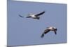 Pair of American White Pelicans in Flight-Hal Beral-Mounted Photographic Print