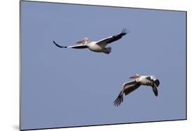 Pair of American White Pelicans in Flight-Hal Beral-Mounted Photographic Print
