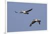 Pair of American White Pelicans in Flight-Hal Beral-Framed Photographic Print