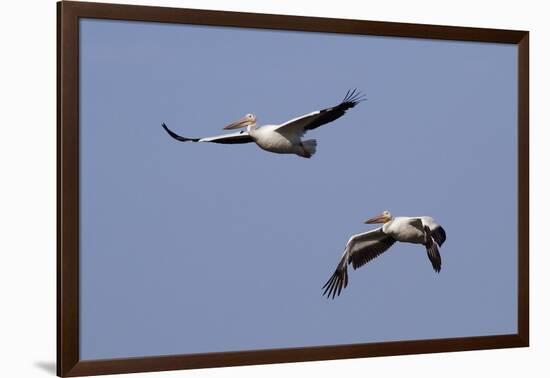 Pair of American White Pelicans in Flight-Hal Beral-Framed Photographic Print