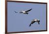 Pair of American White Pelicans in Flight-Hal Beral-Framed Photographic Print