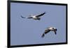 Pair of American White Pelicans in Flight-Hal Beral-Framed Photographic Print