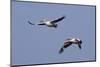 Pair of American White Pelicans in Flight-Hal Beral-Mounted Photographic Print