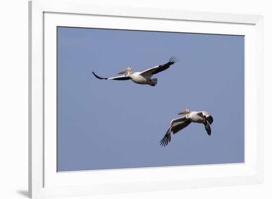 Pair of American White Pelicans in Flight-Hal Beral-Framed Photographic Print