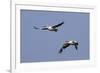 Pair of American White Pelicans in Flight-Hal Beral-Framed Photographic Print