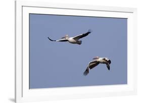 Pair of American White Pelicans in Flight-Hal Beral-Framed Photographic Print