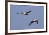 Pair of American White Pelicans in Flight-Hal Beral-Framed Photographic Print