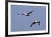 Pair of American White Pelicans in Flight-Hal Beral-Framed Photographic Print