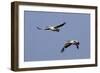 Pair of American White Pelicans in Flight-Hal Beral-Framed Photographic Print