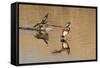 Pair of American Wigeons Landing-Hal Beral-Framed Stretched Canvas