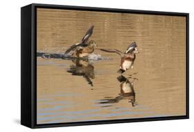 Pair of American Wigeons Landing-Hal Beral-Framed Stretched Canvas