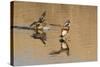 Pair of American Wigeons Landing-Hal Beral-Stretched Canvas