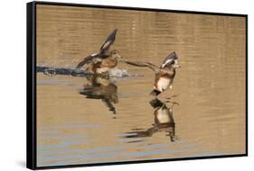 Pair of American Wigeons Landing-Hal Beral-Framed Stretched Canvas